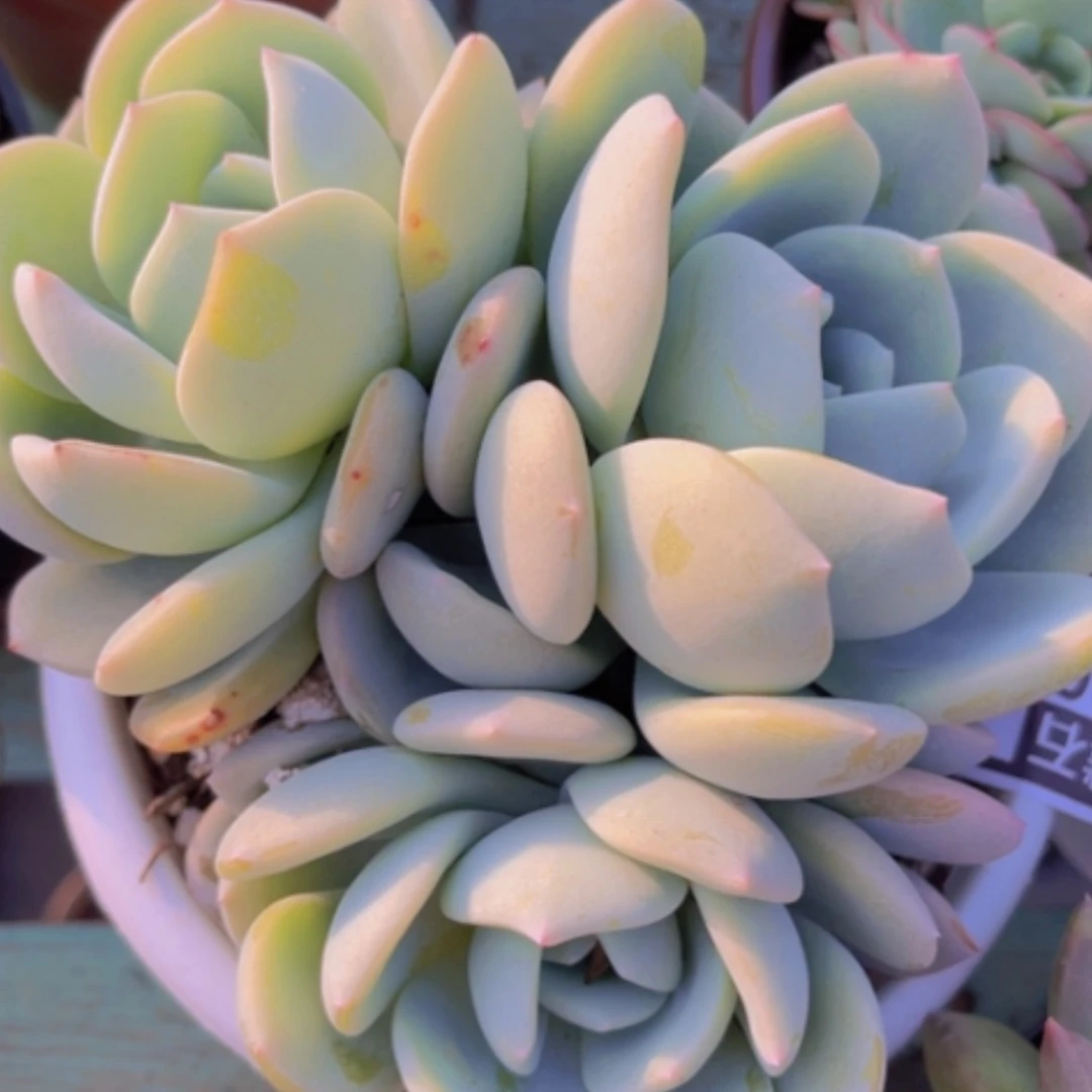 【闪购商品】凤橙17204