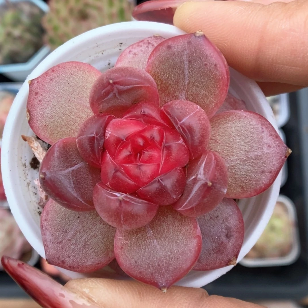 宝石心珍妮可拍4739号