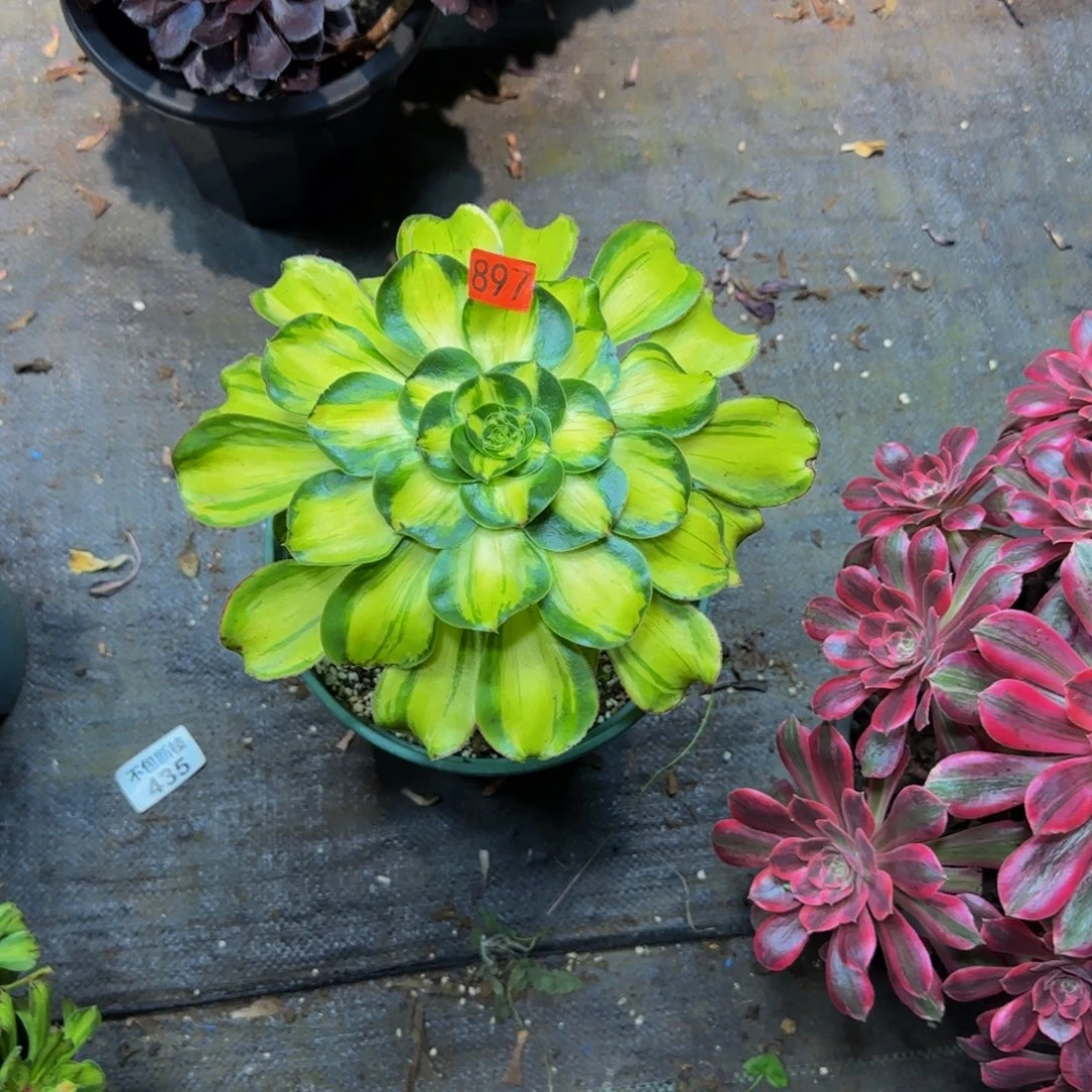 蓝***子897多肉法师锦11111