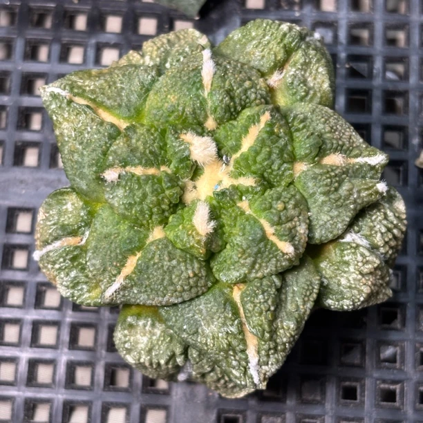 仙人球 一物一拍 岩牡丹 有根点 DP882 黑怒