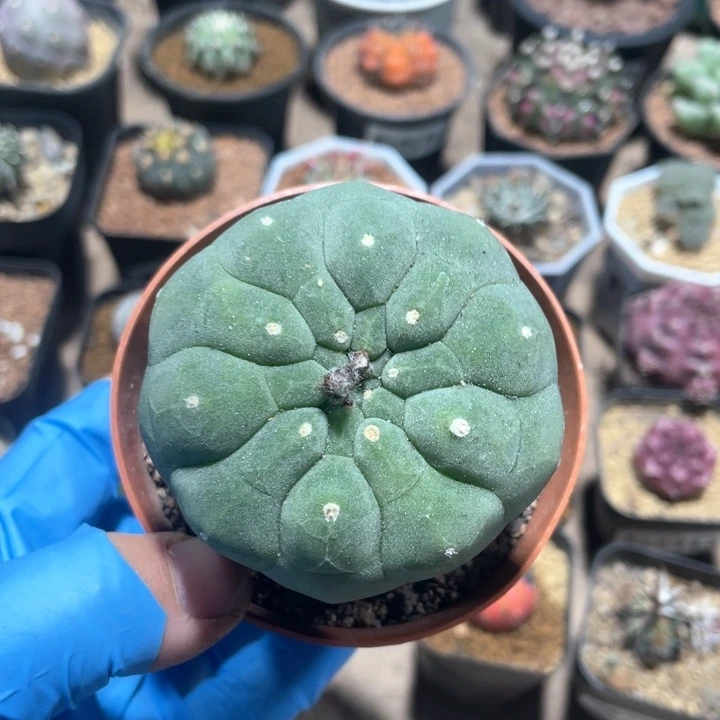 282实生无刺奇仙玉