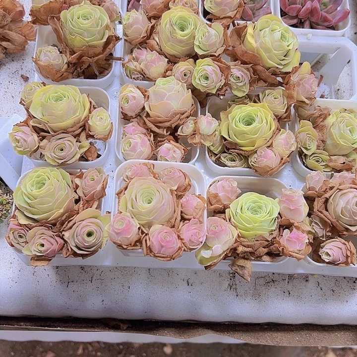 黄菲玉玫瑰19包邮多肉