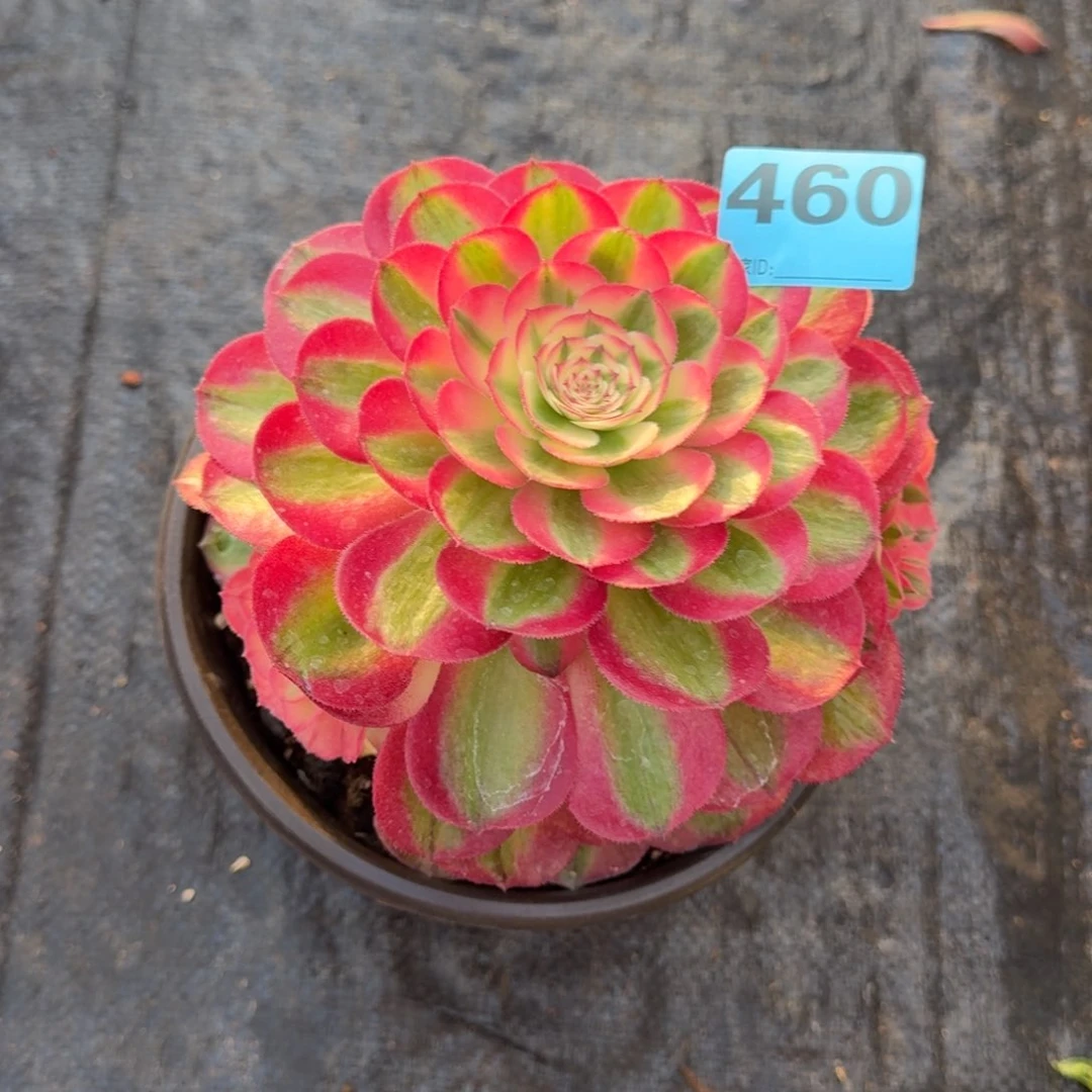 时****人460荔枝寄养春天发