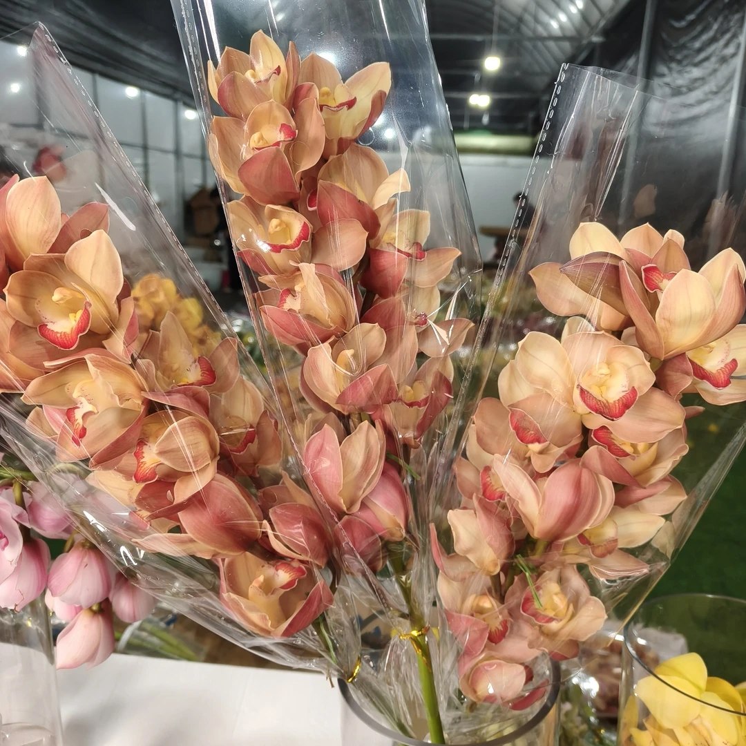 【AAA级日暮】云南基地直发大花蕙兰鲜切水养超长花期年宵花室内花