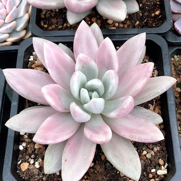 桃花源锦一物一拍