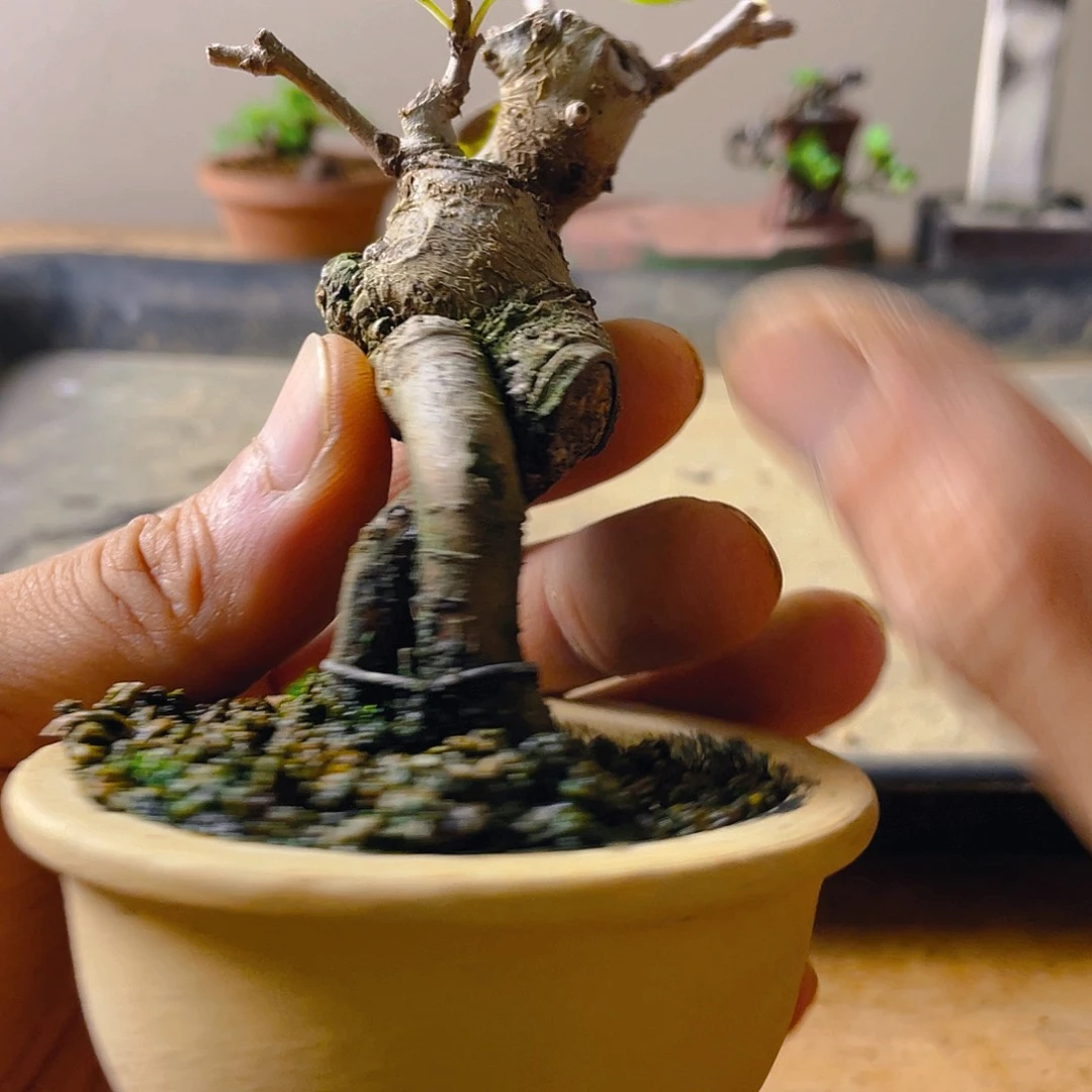 不***君无花朵东阳景花开富贵吉祥