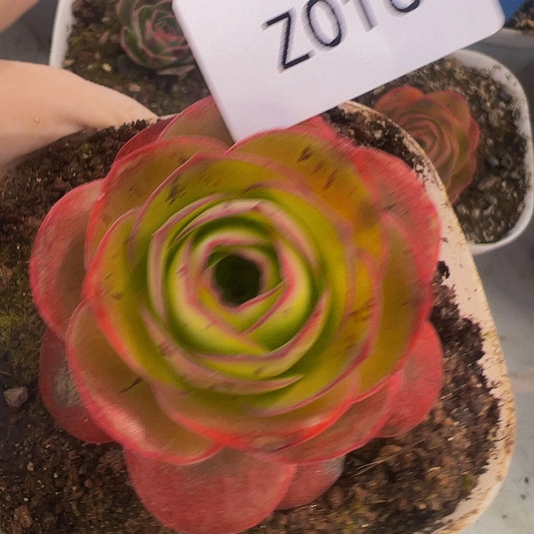 朱016 帕拉美娜me X各种