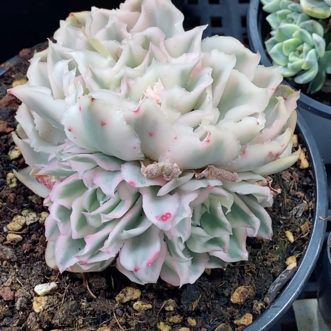 紫蝴蝶锦       小方花圃一物一拍