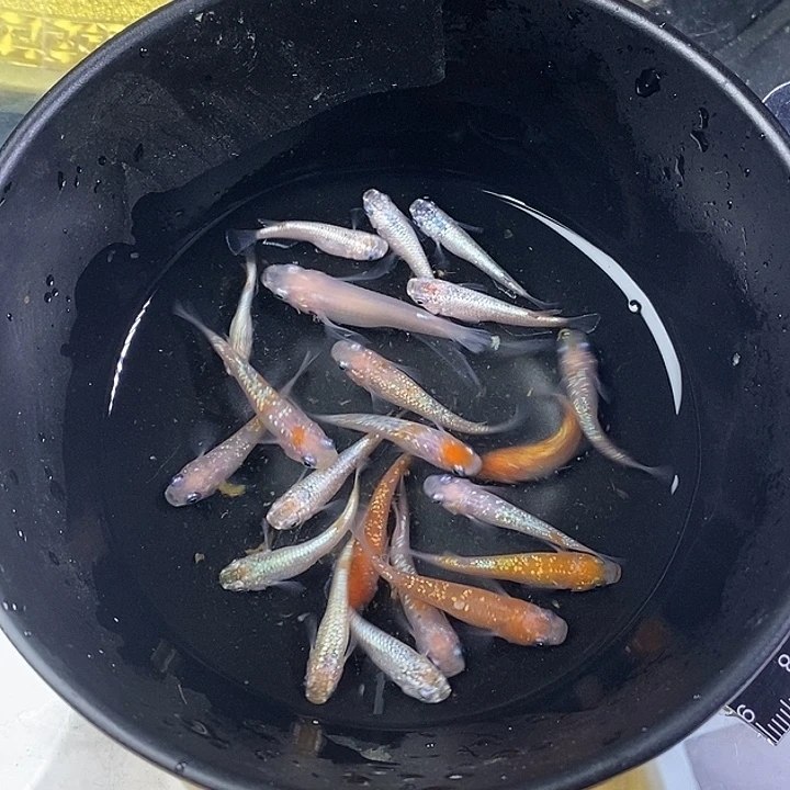 青鳉鱼混搭51号的