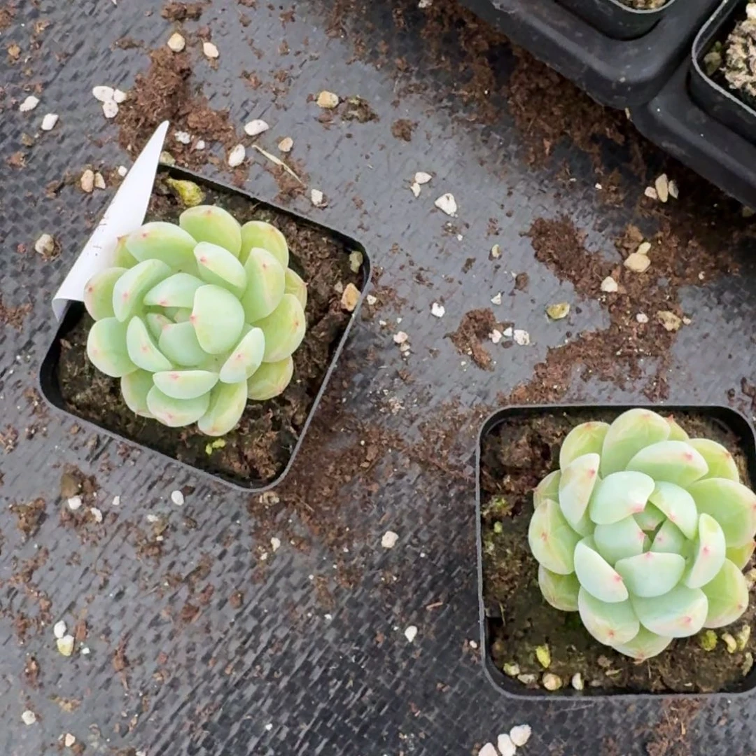 雪花珍妮两颗量拍27-145