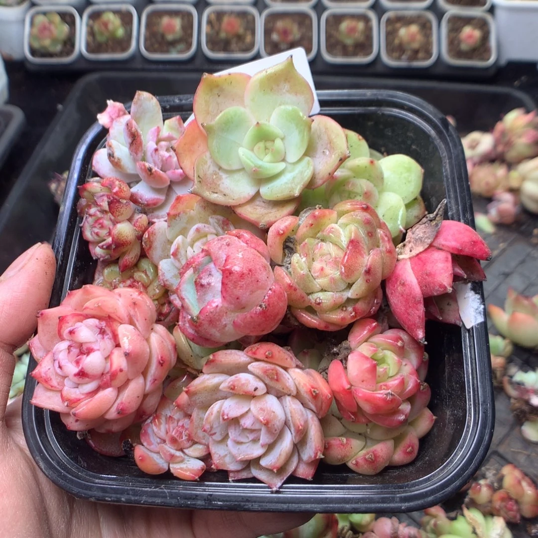 全部花朵Q4。 yyyyyyyyyy