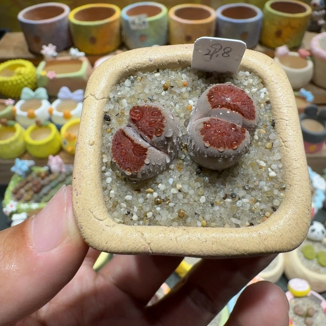 蘑菇1378红窗多肉植物