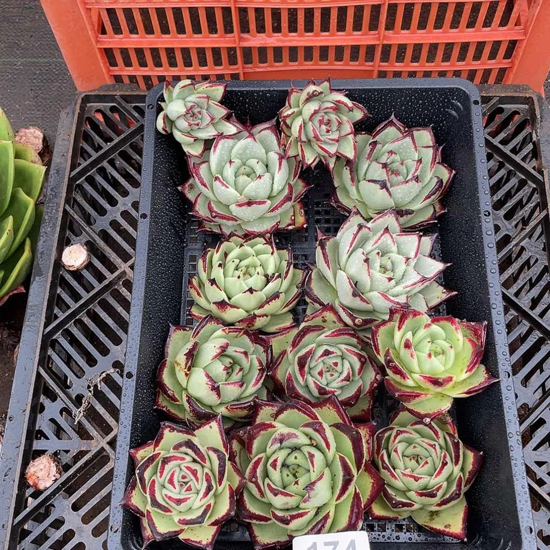 若如东云组拍174