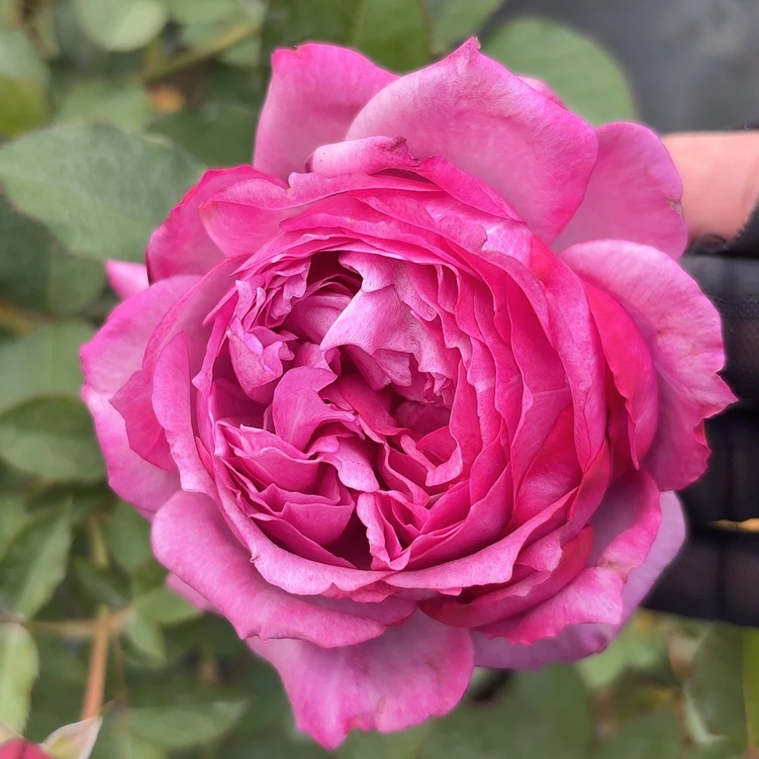 点红梅3加仑根接苗