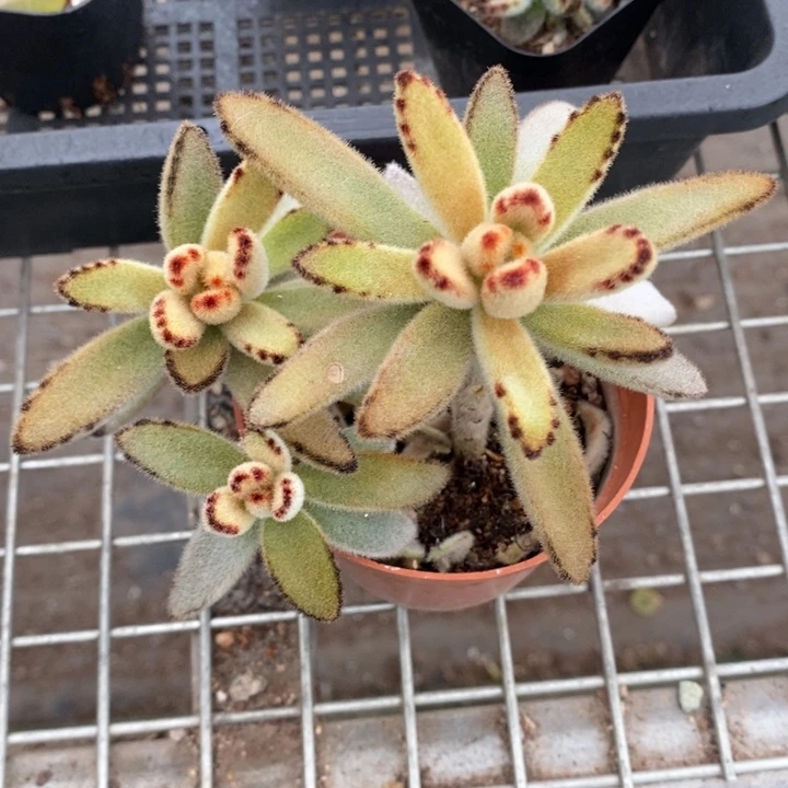 伯克利和格蕾纳等著名音乐家