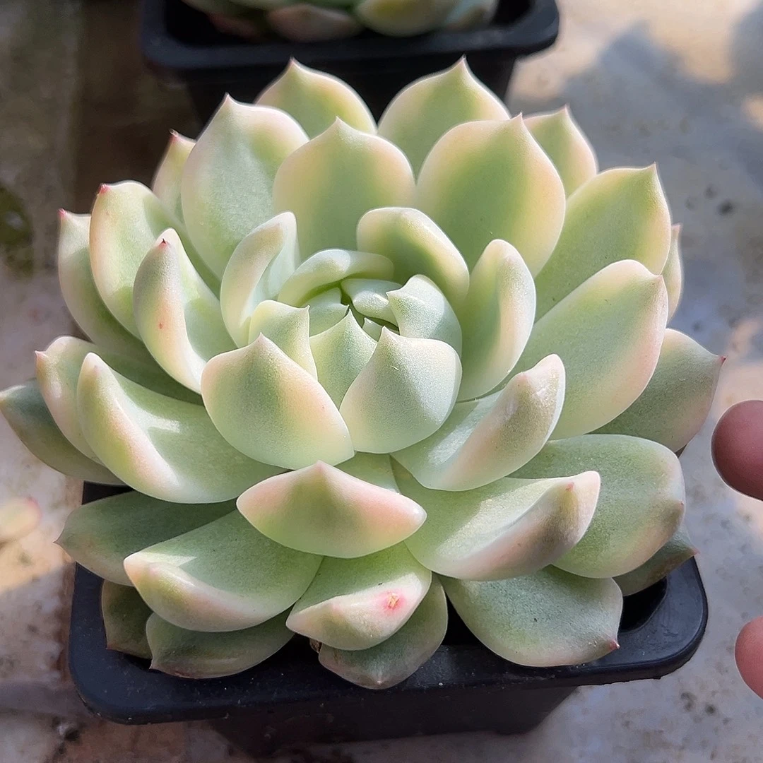 霜花锦多肉植物饭