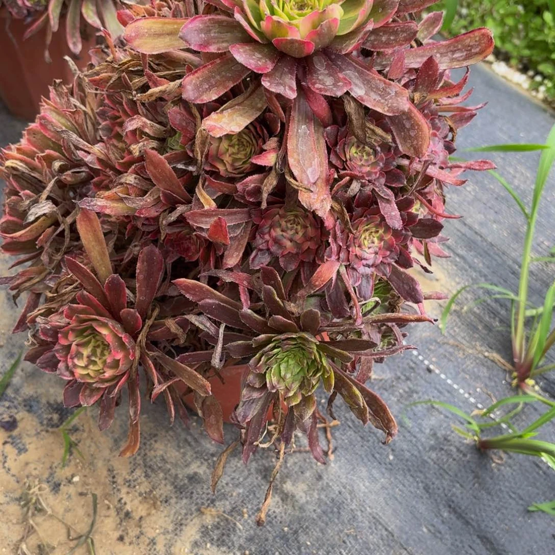 无花朵107多肉植物捧花的