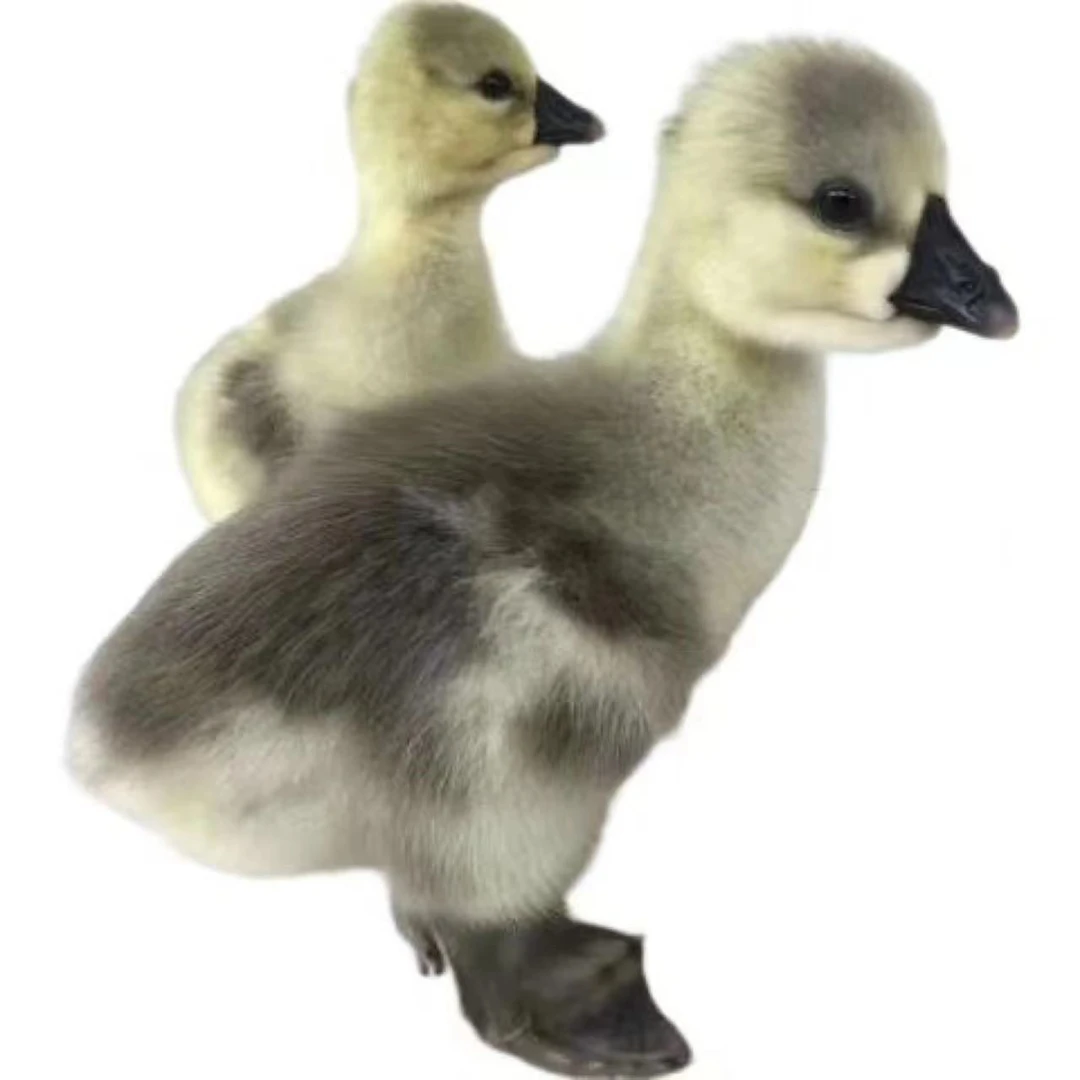 凤头活体狮头宠物家养散养