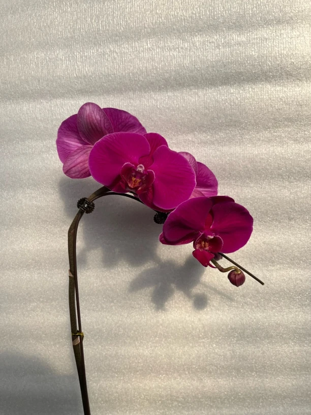 蝴蝶兰大辣椒一支