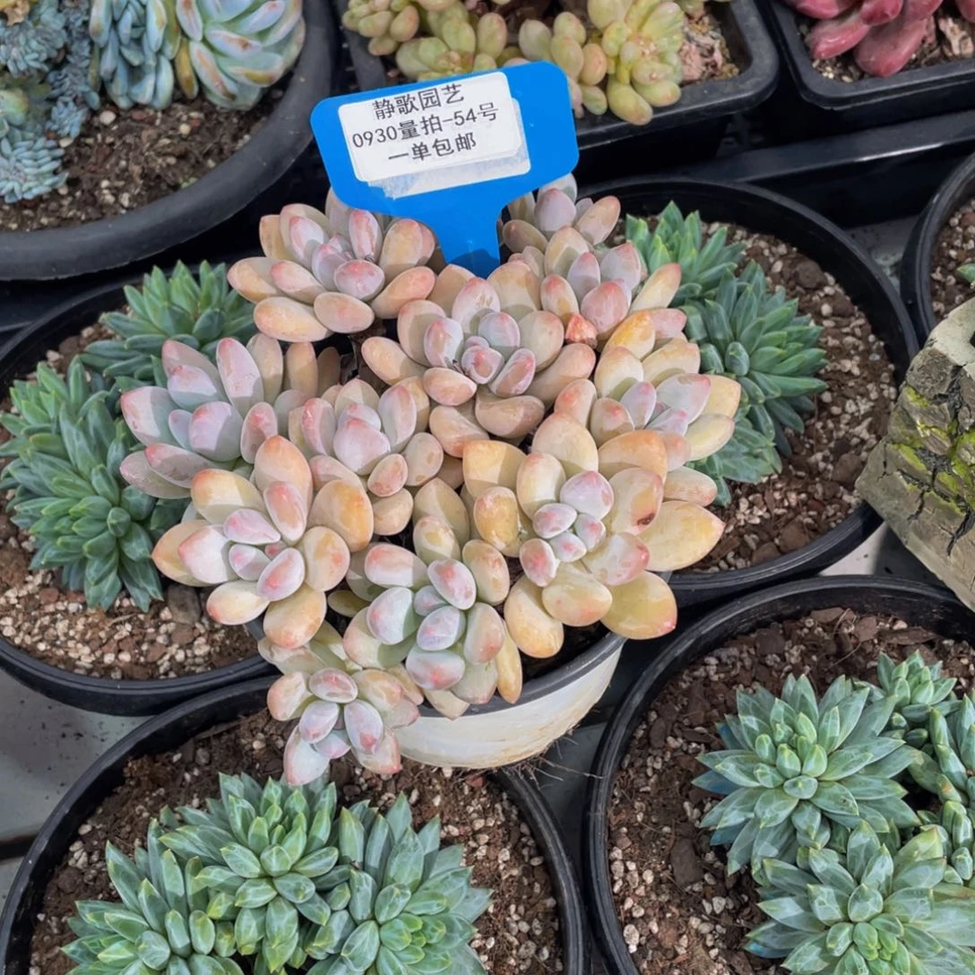 0930-54-香水老桩群生一颗