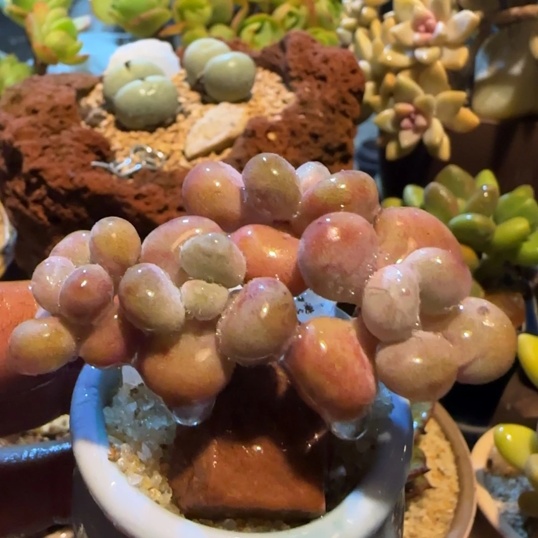 多肉植物水蒸桃蛋