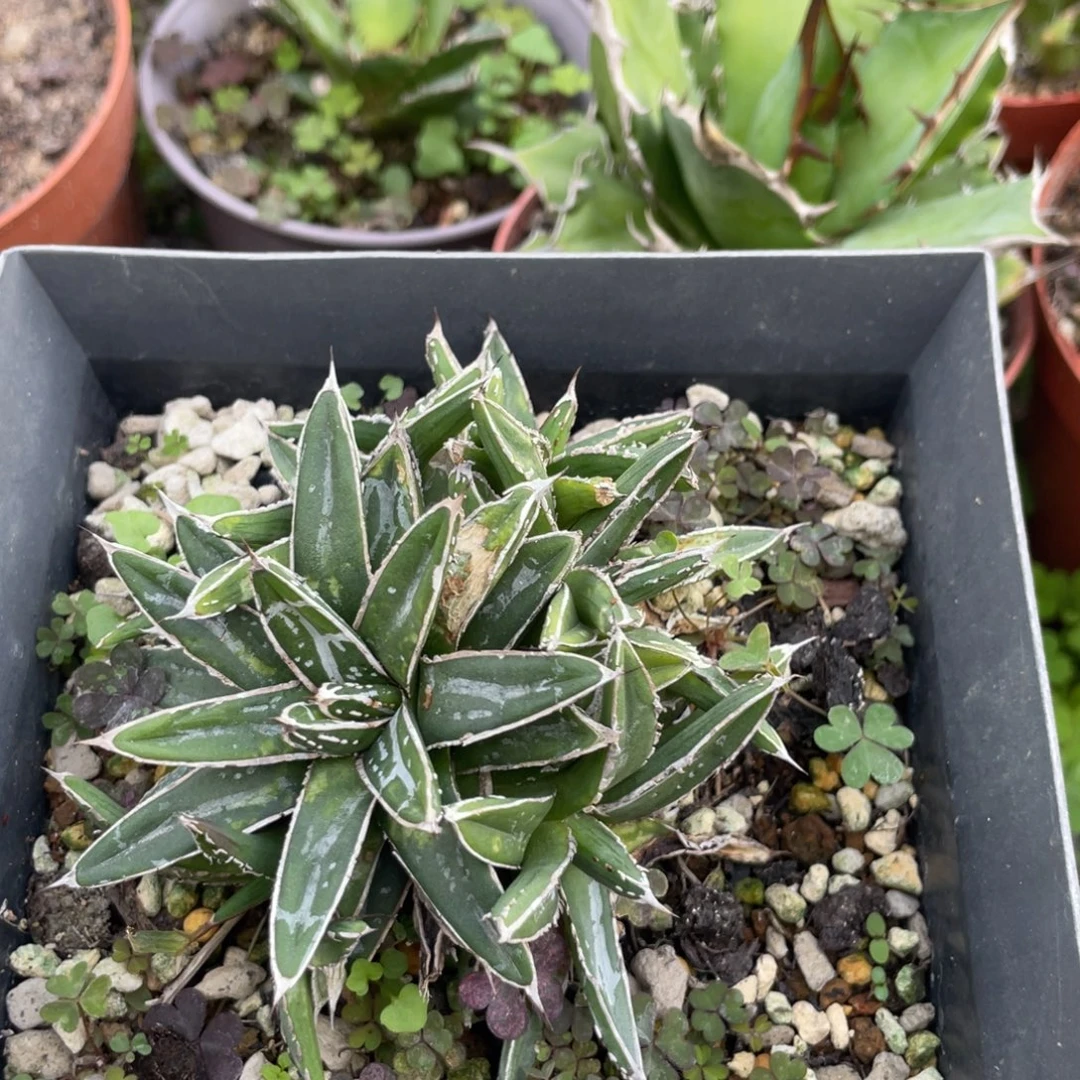 无花朵姬浓白龙舌兰