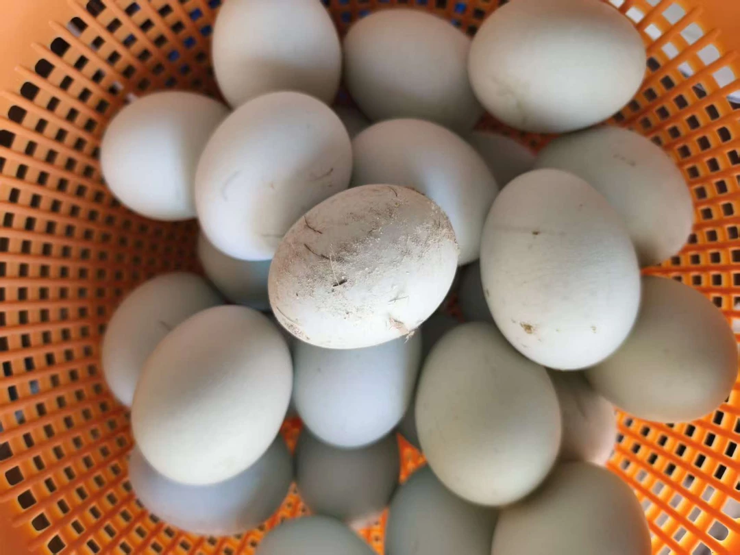 【乌鸡蛋】农家散养乌鸡蛋