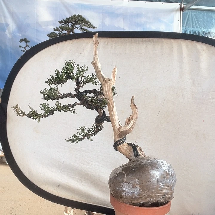 济州真柏盆景老桩