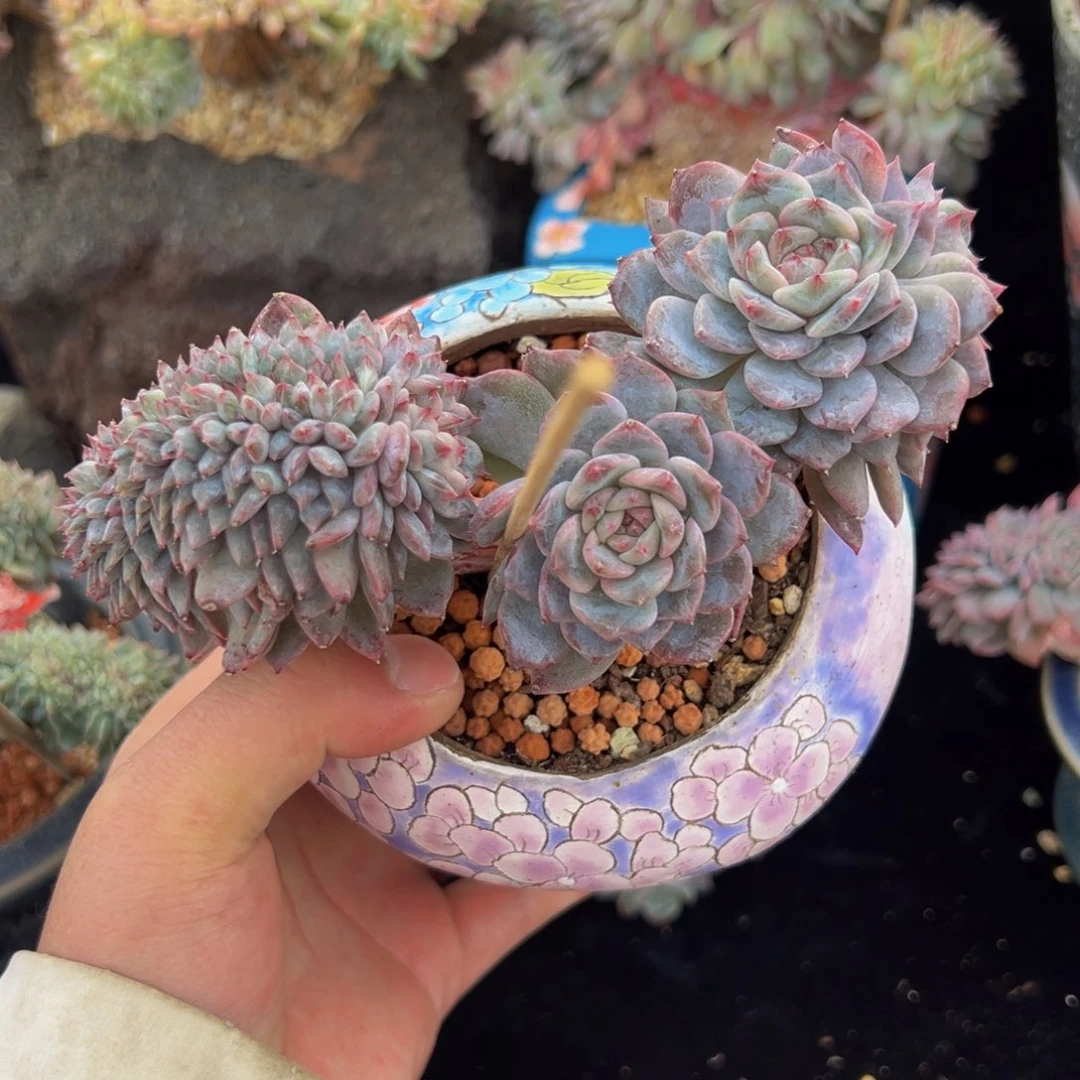 新年快乐 树莓无暇