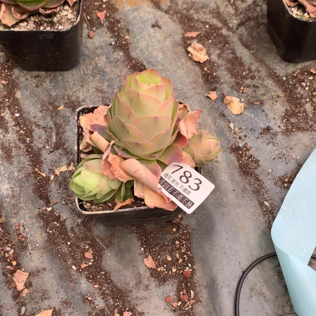 满20包邮山地玫瑰783