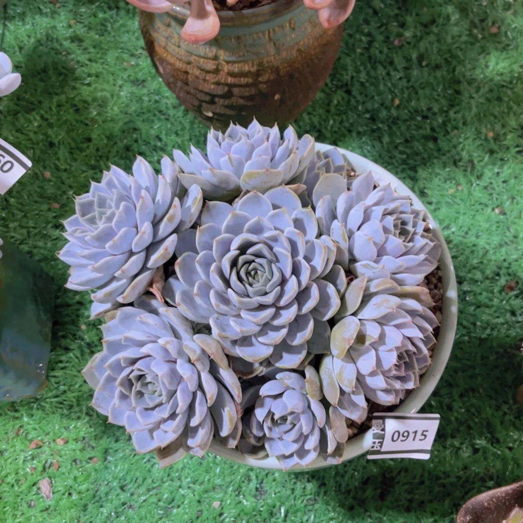 雪兔多肉植物0915