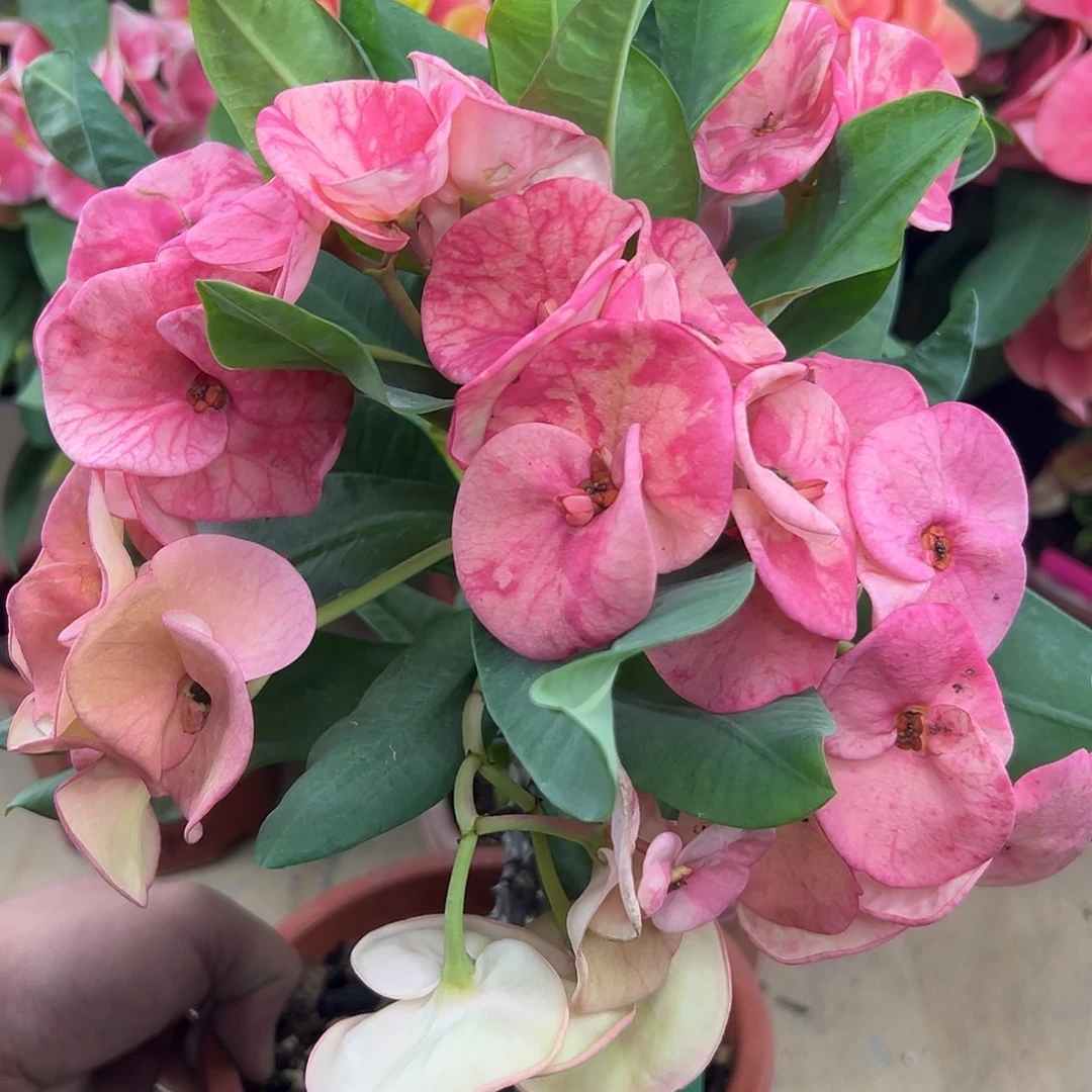 钻石达琳泰国大花虎刺梅