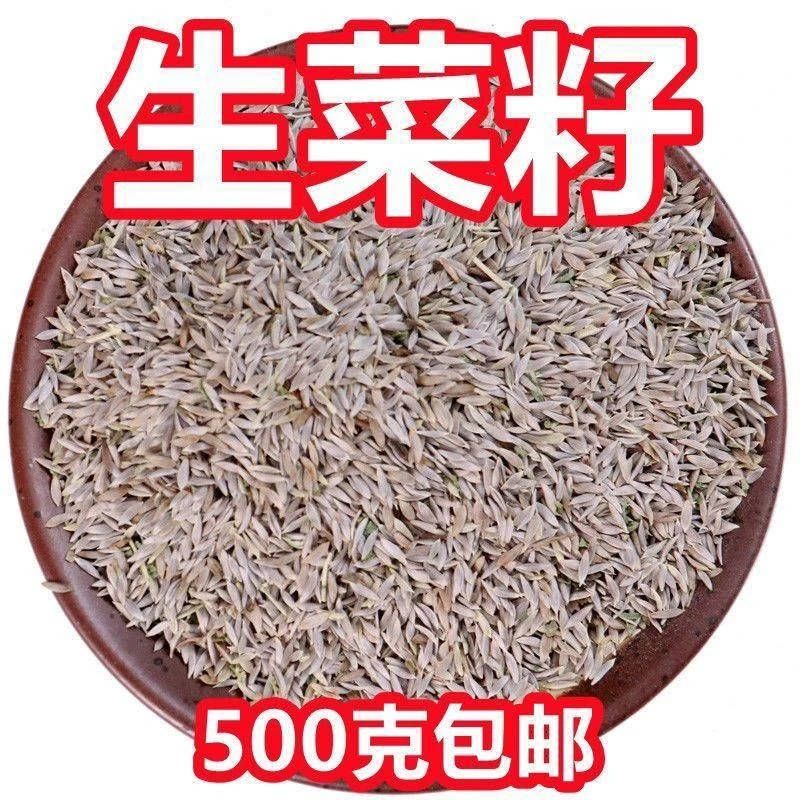 生菜籽粉生菜籽黄瓜粉生菜籽粉黑芝麻粉生菜子粉