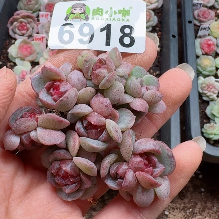 文*多肉植物多肉植物