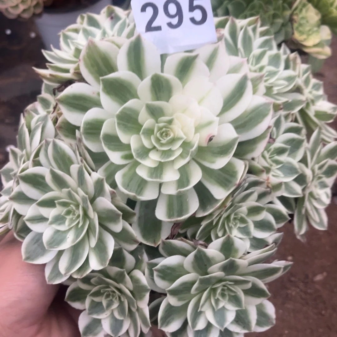 伊丽莎白高锦295号