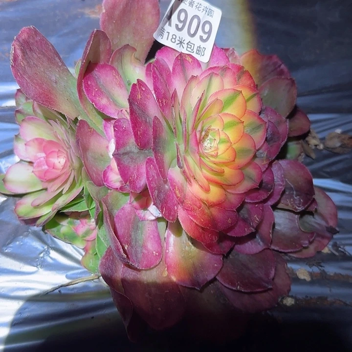 多肉法师荔枝朵朵