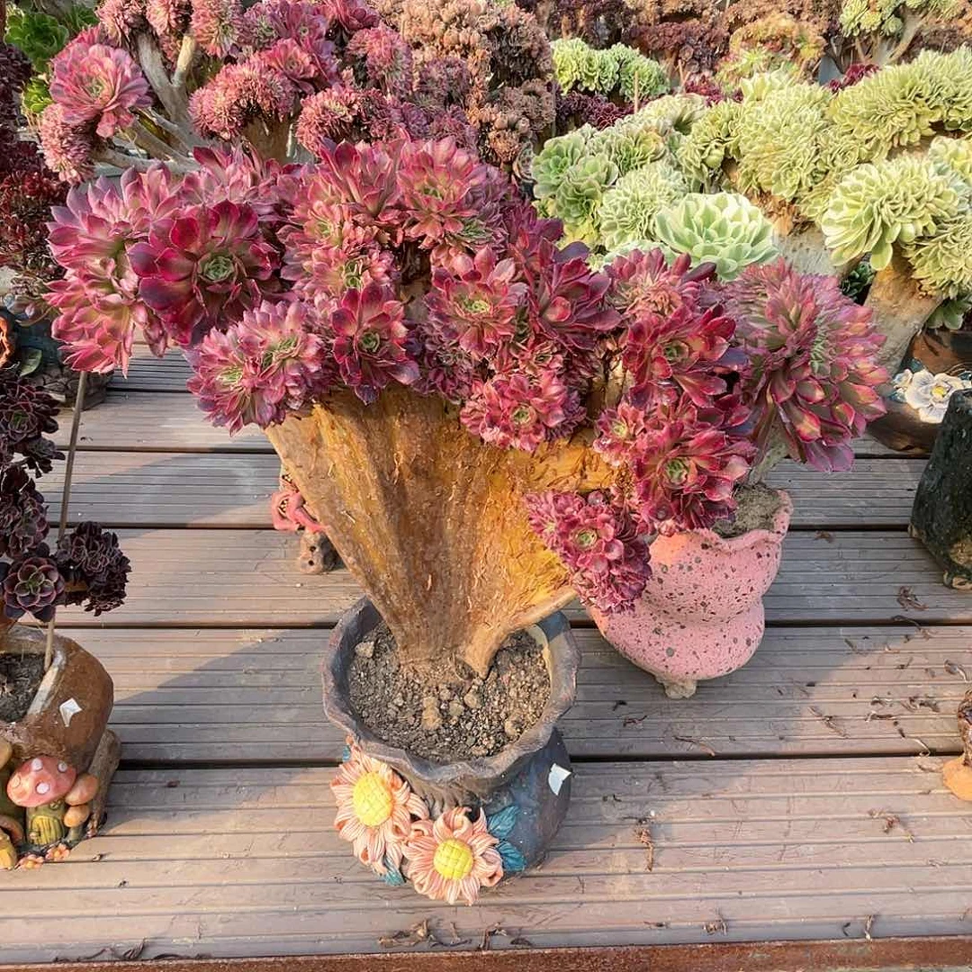 【闪购商品】全部花朵红铜壶超白