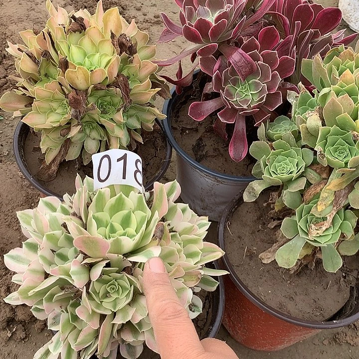 无花朵018四颗多肉植物组合