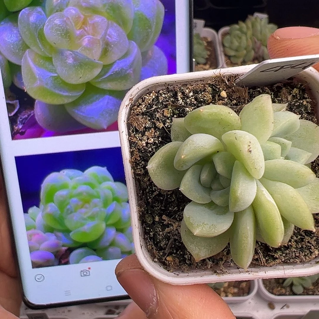 三头新财富密码一物一拍