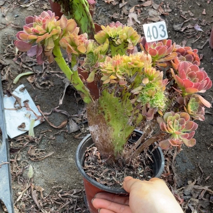 20包邮403铜壶缀20厘米