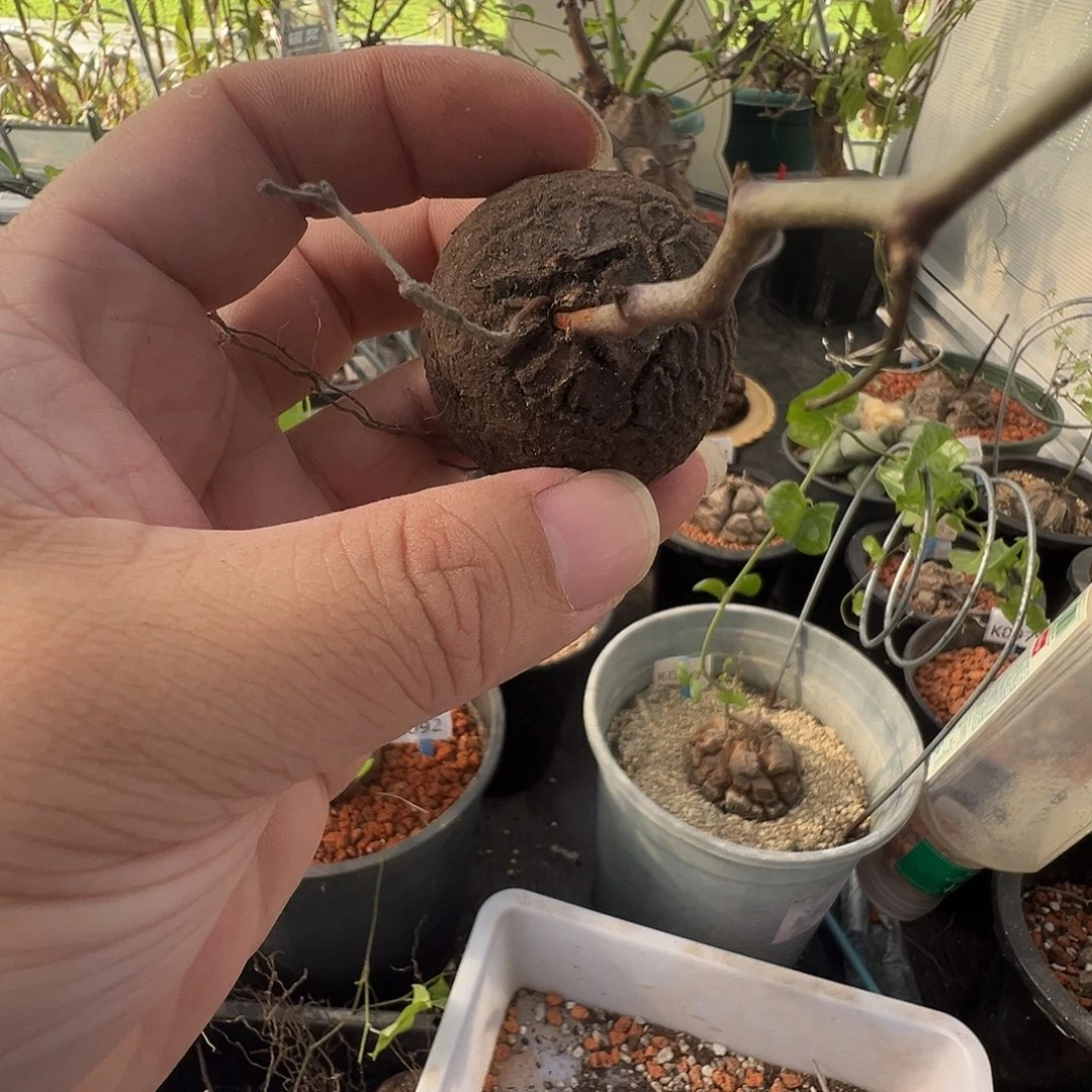 多肉植物专拍 一物一拍 南非龟甲龙39