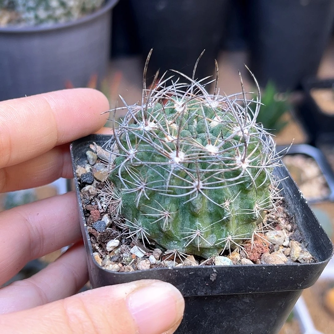 自根素妆玉一颗一颗
