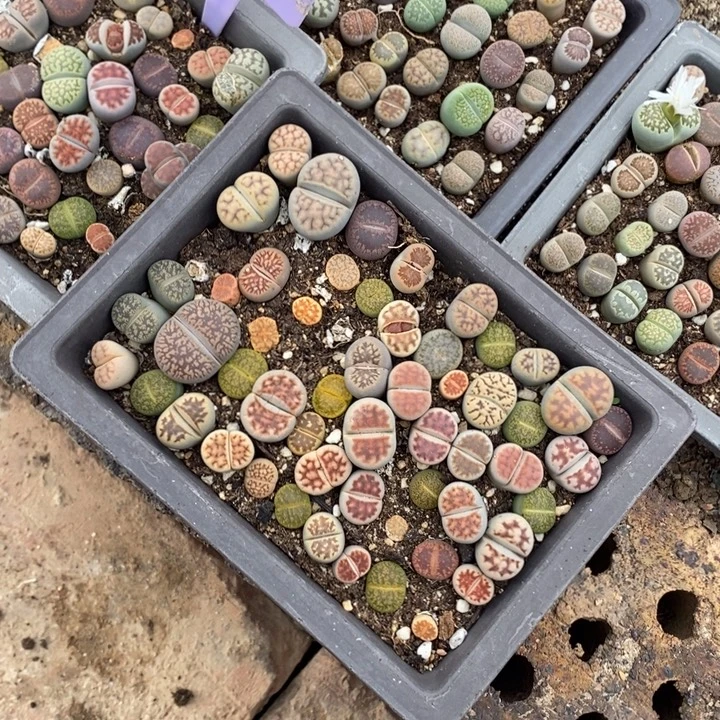 金***-生石花等植物的生长514