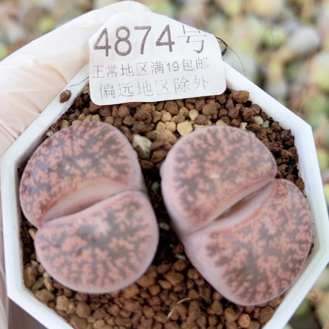 4874 好养易活生石花大母本
