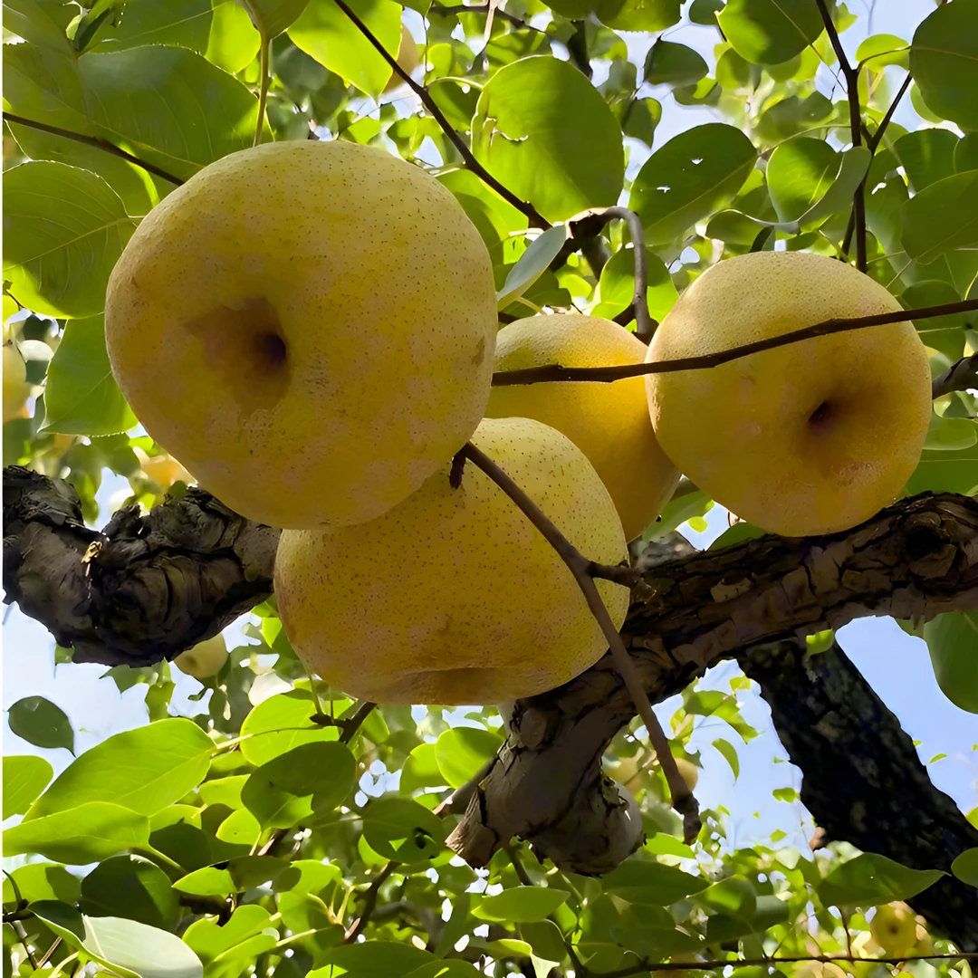 砀山梨百年老树酥梨现摘现发皮薄多汁酥脆爆汁新鲜水果梨子
