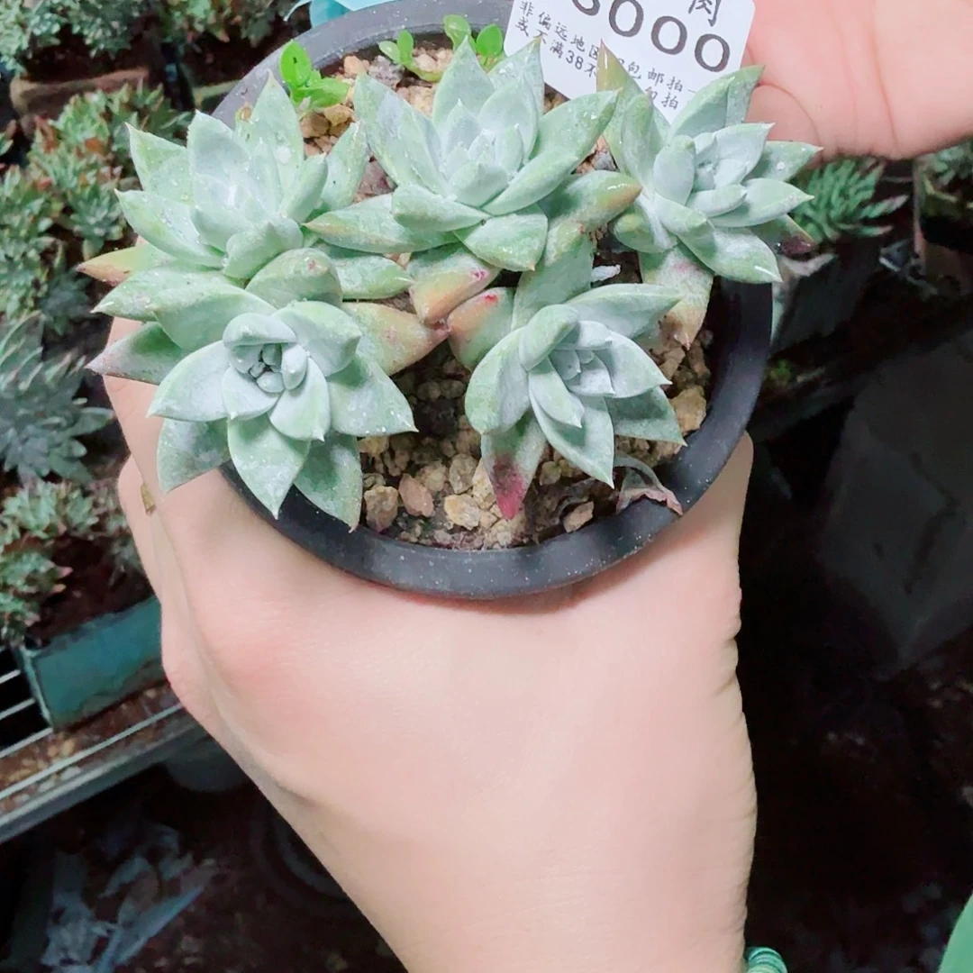 3000法瑞苹果叶多肉