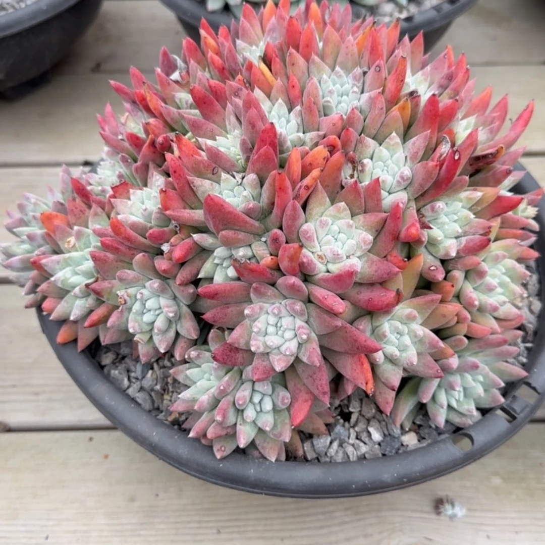 z**儿20250204多肉023洁儿