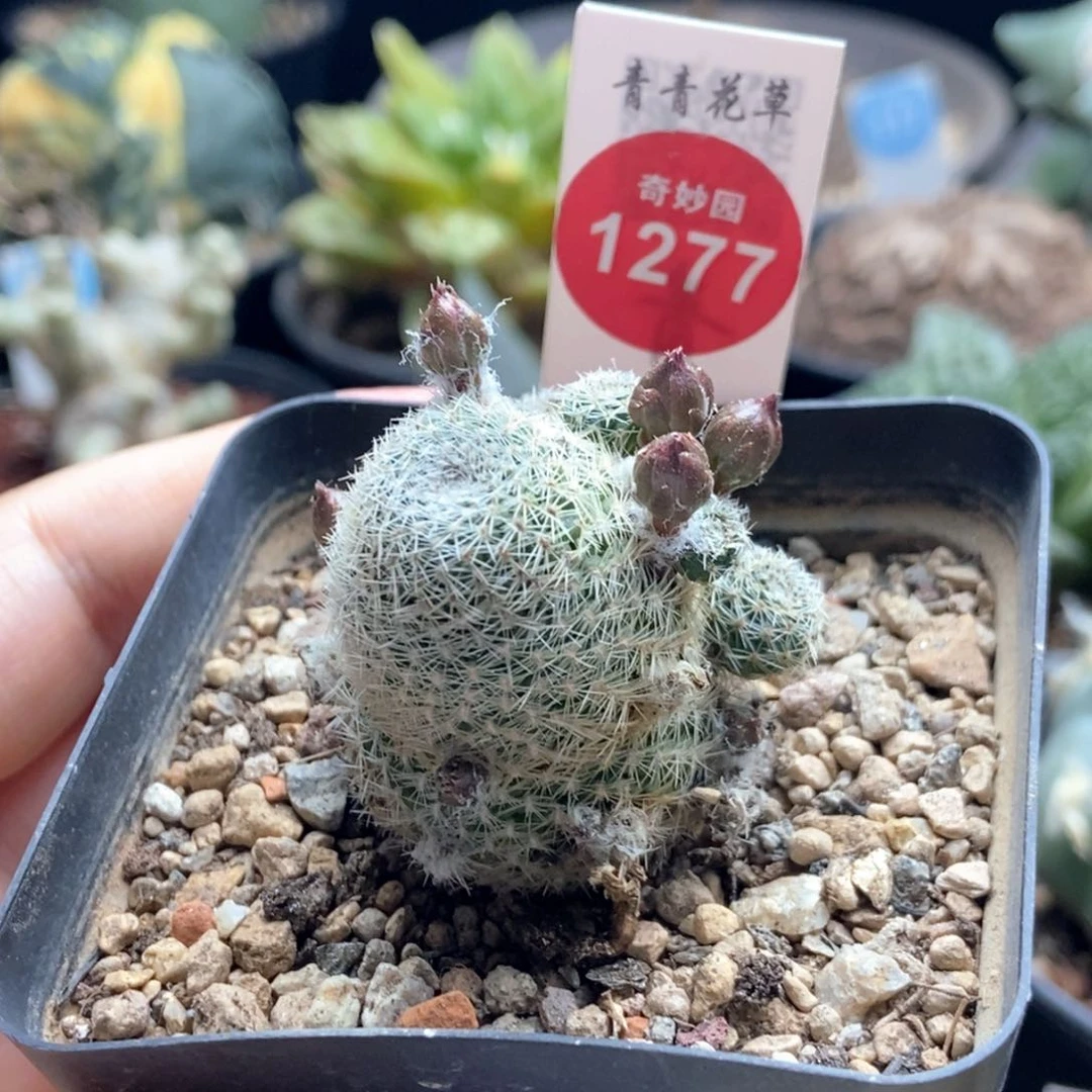 实生橙花宝山群一颗