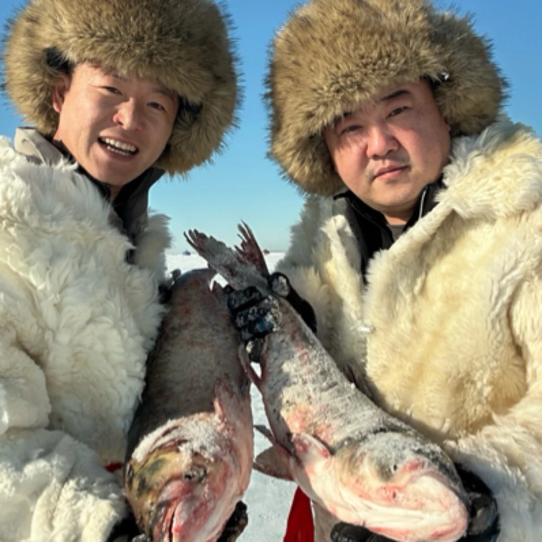 杜尔伯特冬捕野生大胖头鱼花鲢鳙鱼鲜嫩10-30斤鱼王