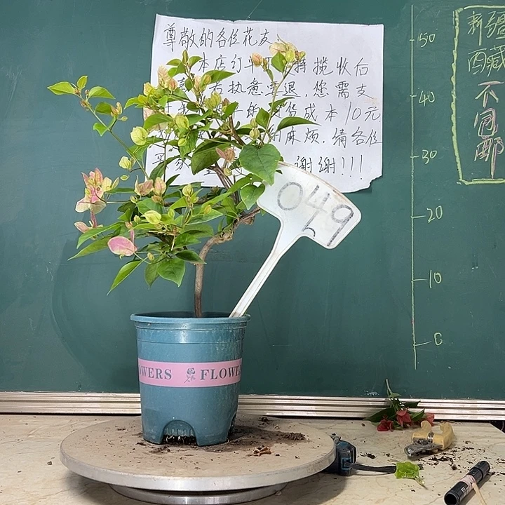 当前无花栽培后可以开花造型 漳红樱049